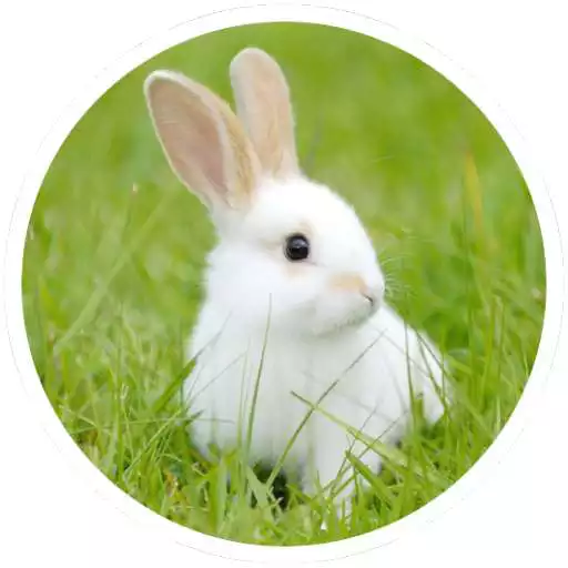 Free play online Rabbit breeding APK