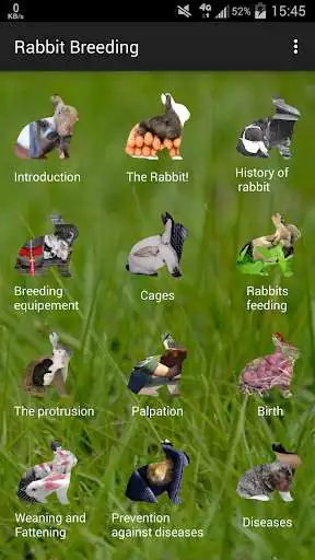 Play Rabbit breeding