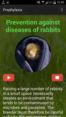 Play Rabbit breeding