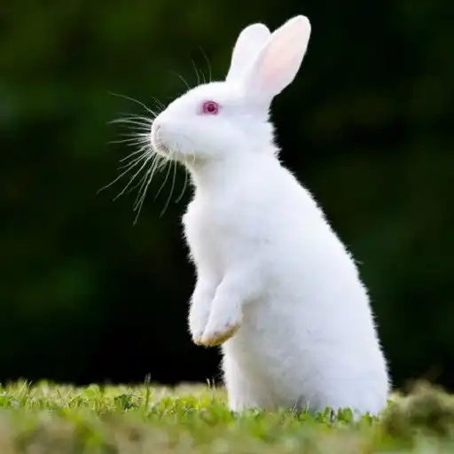 Play Rabbit farming , Rabbit meat recipes APK