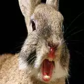 Free play online Rabbit Funny Live Wallpaper APK Free play online Rabbit Funny Live Wallpaper APK