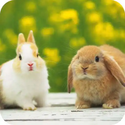 Play Rabbit HD Wallpaper APK Play Rabbit HD Wallpaper APK