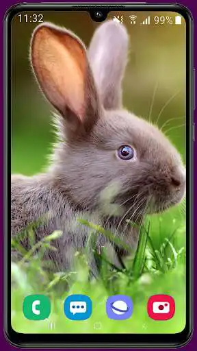 Play Rabbit HD Wallpaper as an online game Rabbit HD Wallpaper with UptoPlay