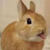 Free play online Rabbit licks screen LWP APK Free play online Rabbit licks screen LWP APK