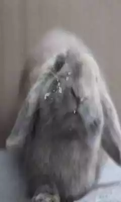 Play Rabbit licks screen LWP