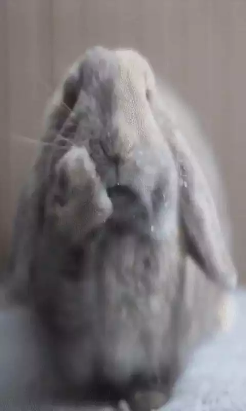 Play Rabbit licks screen LWP