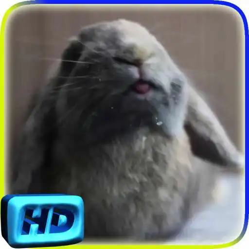 Free play online Rabbit Licks Your Screen LWP APK