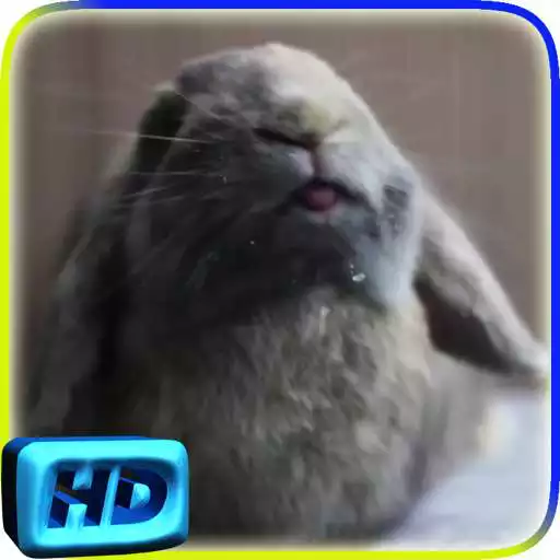 Play Rabbit Licks Your Screen LWP APK