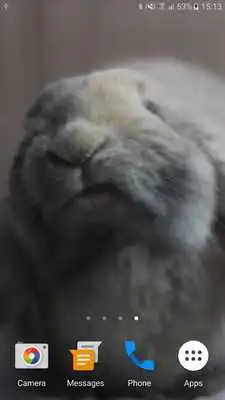 Play Rabbit Licks Your Screen LWP