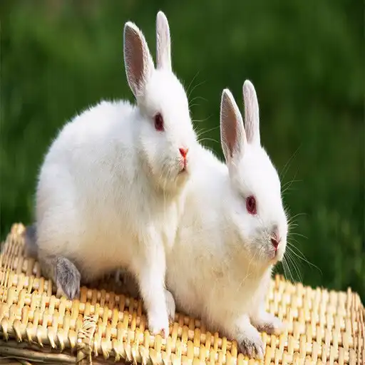 Play Rabbit Life Wallpaper APK