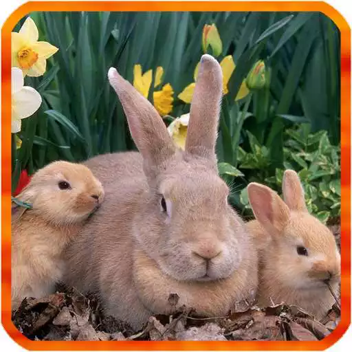 Free play online Rabbit Live Wallpaper APK Free play online Rabbit Live Wallpaper APK
