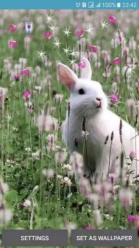 Play Rabbit Live Wallpaper