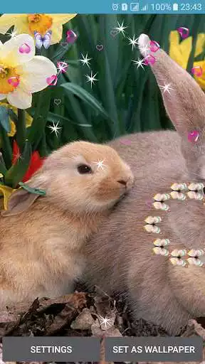 Play Rabbit Live Wallpaper