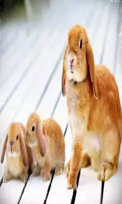 Play Rabbit Live Wallpaper