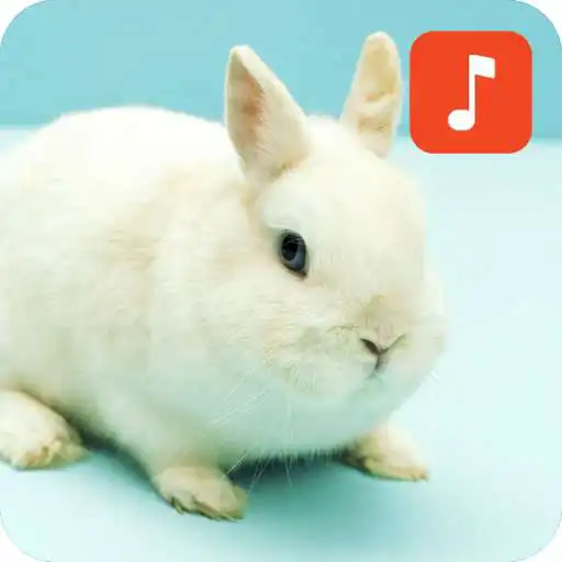 Play Rabbit Sound Effects APK Play Rabbit Sound Effects APK