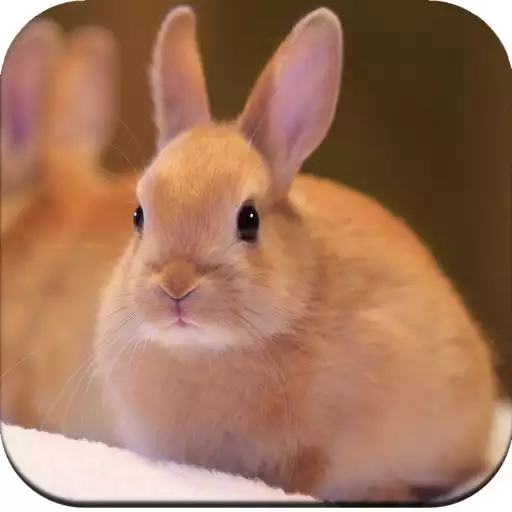 Play Rabbit Wallpaper 4K APK Play Rabbit Wallpaper 4K APK