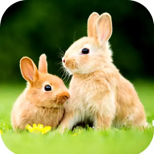 Play Rabbit Wallpaper HD APK