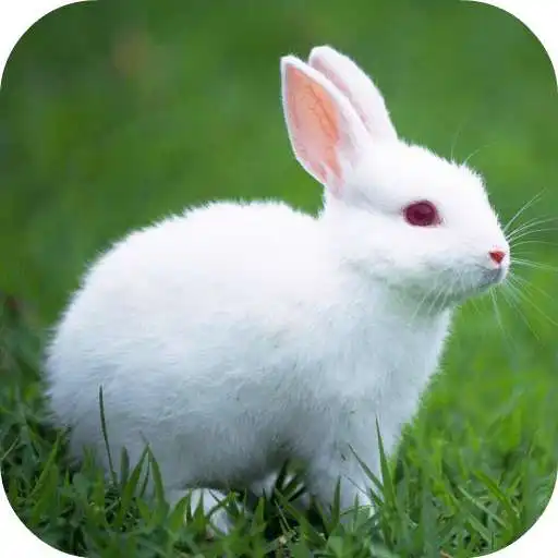 Free play online RABBIT Wallpapers v1  APK