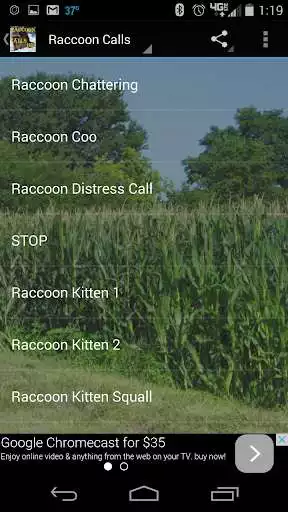 Play Raccoon Calls HD