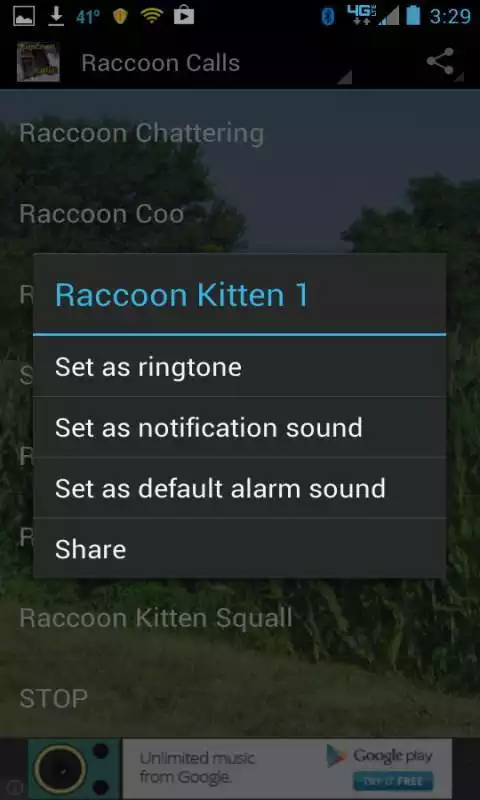 Play Raccoon Calls HD