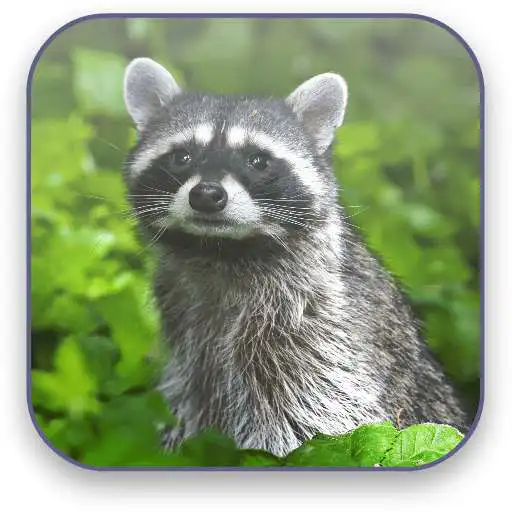 Free play online Raccoon Free Video Wallpaper APK