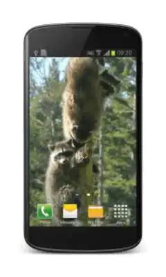Play Raccoon Free Video Wallpaper