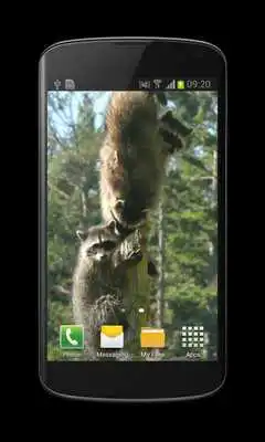 Play Raccoon Free Video Wallpaper