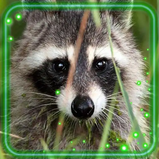 Play Raccoons Live Wallpaper APK Play Raccoons Live Wallpaper APK