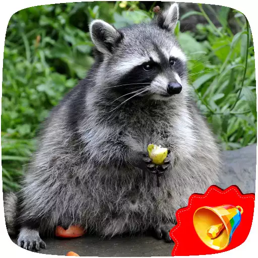 Free play online Raccoon Sounds APK Free play online Raccoon Sounds APK