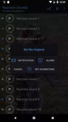 Play Raccoon Sounds