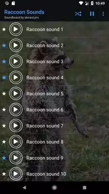 Play Raccoon Sounds