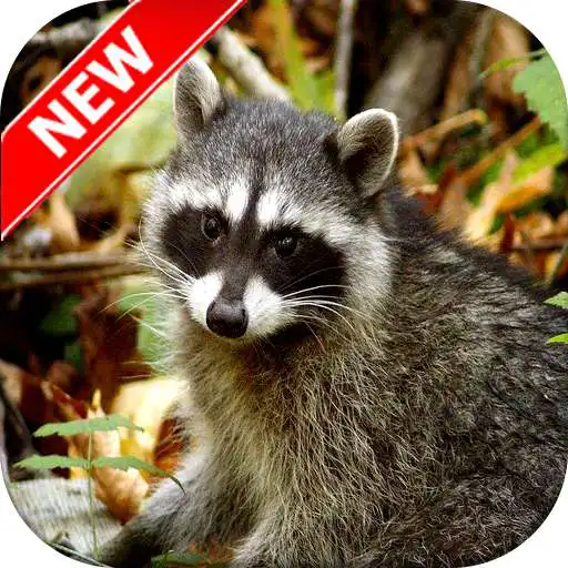 Run free android online Raccoon Wallpaper APK Run free android online Raccoon Wallpaper APK