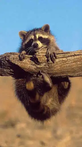 Play APK Raccoon Wallpaper  and enjoy Raccoon Wallpaper with UptoPlay com.raccoon.wallpapers.freehdimages.raccooncute.photo.bestpicture