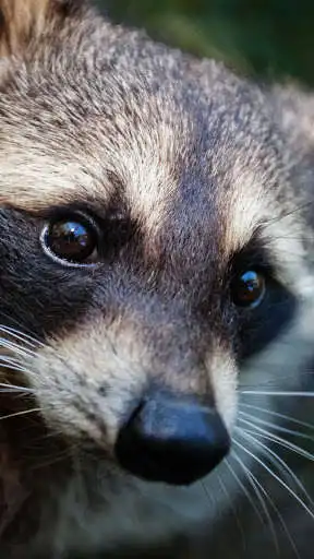 Play APK Raccoon Wallpaper  and enjoy Raccoon Wallpaper with UptoPlay com.raccoon.wallpapers.freehdimages.raccooncute.photo.bestpicture