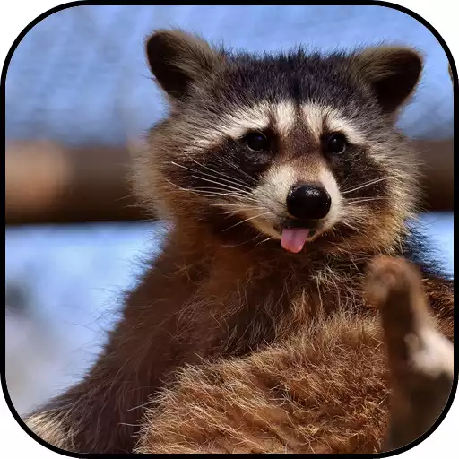 Play Raccoon Wallpapers APK Play Raccoon Wallpapers APK