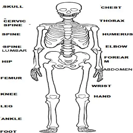 Free play online RADIOLOGY MANUAL APK Free play online RADIOLOGY MANUAL APK