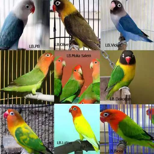 Run free android online Ragam Jenis Lovebird Populer APK