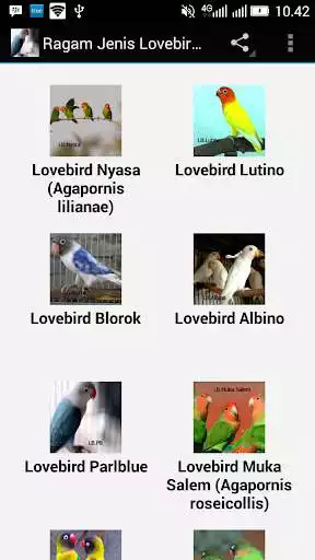 Play APK Ragam Jenis Lovebird Populer  and enjoy Ragam Jenis Lovebird Populer with UptoPlay com.tidut.ragamjenislovebirdpopuler