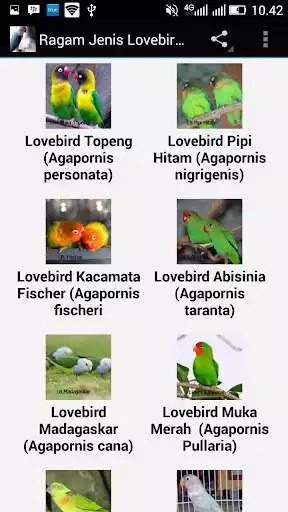 Play APK Ragam Jenis Lovebird Populer  and enjoy Ragam Jenis Lovebird Populer with UptoPlay com.tidut.ragamjenislovebirdpopuler