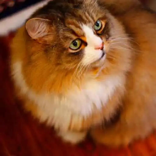 Play Ragamuffin cat Wallpaper APK