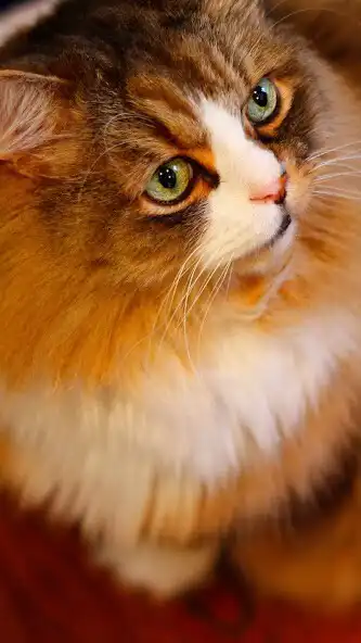 Play Ragamuffin cat Wallpaper  and enjoy Ragamuffin cat Wallpaper with UptoPlay