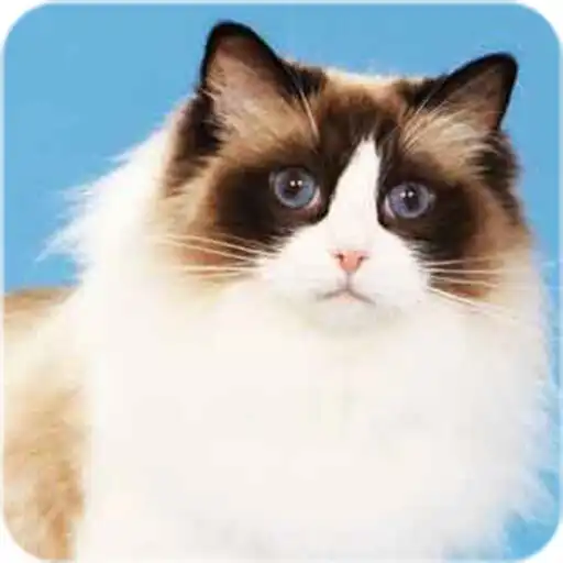 Play Ragdoll Cats Wallpaper Kittens APK