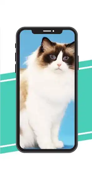 Play Ragdoll Cats Wallpaper Kittens  and enjoy Ragdoll Cats Wallpaper Kittens with UptoPlay