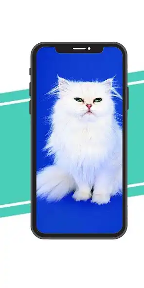 Play Ragdoll Cats Wallpaper Kittens as an online game Ragdoll Cats Wallpaper Kittens with UptoPlay