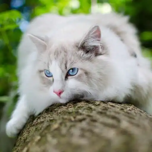 Play Ragdoll Wallpaper APK