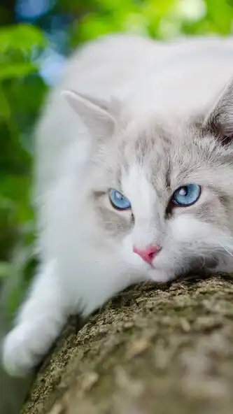 Play Ragdoll Wallpaper and enjoy Ragdoll Wallpaper with UptoPlay Play Ragdoll Wallpaper and enjoy Ragdoll Wallpaper with UptoPlay