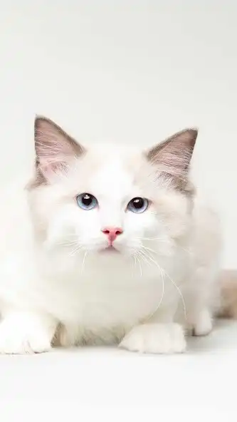 Play Ragdoll Wallpaper as an online game online Ragdoll Wallpaper with UptoPlay Play Ragdoll Wallpaper as an online game Ragdoll Wallpaper with UptoPlay