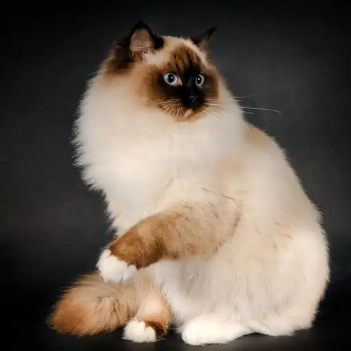 Play Ragdoll Wallpapers APK Play Ragdoll Wallpapers APK