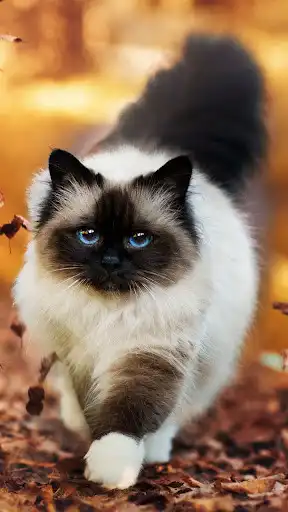 Play Ragdoll Wallpapers  and enjoy Ragdoll Wallpapers with UptoPlay