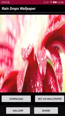 Play Rain Drops Wallpaper Play Rain Drops Wallpaper